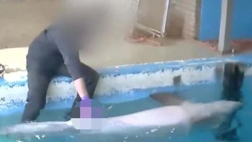 Sở thú hà lan bác bỏ lời tố cáo lạm dụng cá heo - 1