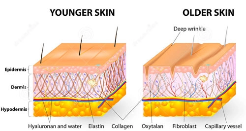 Sự thật về bổ sung collagen làm căng da - 2