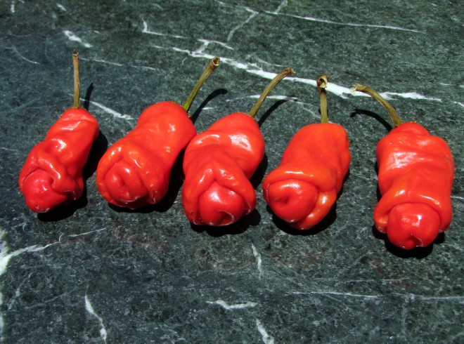 Tròn mắt xem 5 loại ớt độc lạ nhất thế giới - 1