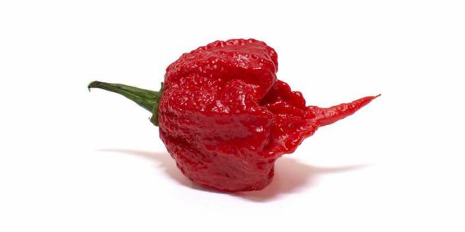 Tròn mắt xem 5 loại ớt độc lạ nhất thế giới - 6