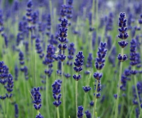 Hoa lavender quá đẹp mà thơm lại đuổi được muỗi tội gì không tự trồng vài chậu tại nhà - 1
