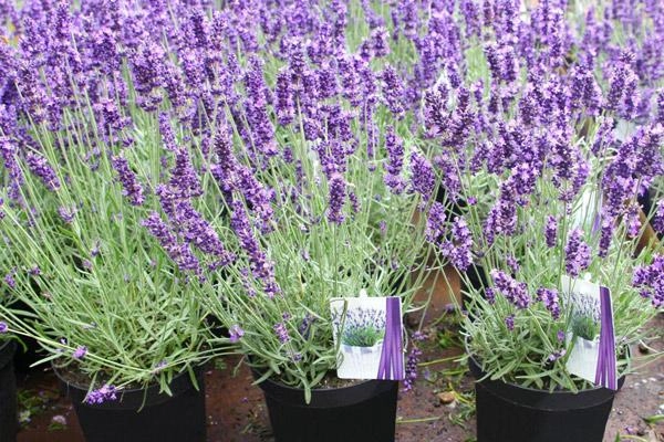 Hoa lavender quá đẹp mà thơm lại đuổi được muỗi tội gì không tự trồng vài chậu tại nhà - 2