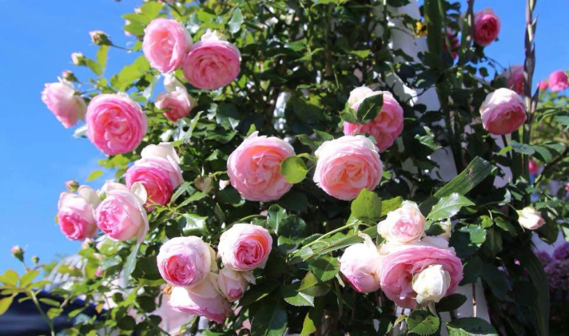 Mê mẩn ngôi nhà phủ kín hoa hồng rực rỡ đẹp như trong mơ của mẹ việt ở hà lan - 6