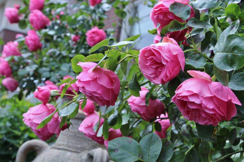Mê mẩn ngôi nhà phủ kín hoa hồng rực rỡ đẹp như trong mơ của mẹ việt ở hà lan - 7
