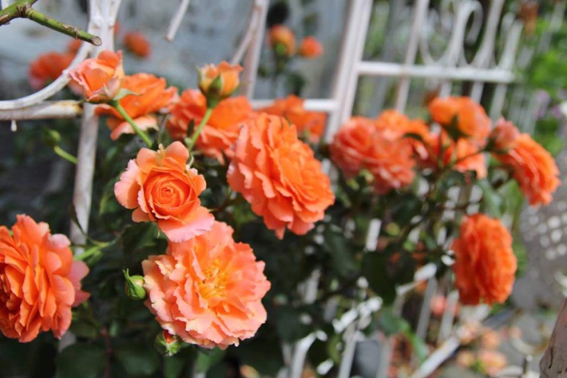 Mê mẩn ngôi nhà phủ kín hoa hồng rực rỡ đẹp như trong mơ của mẹ việt ở hà lan - 8