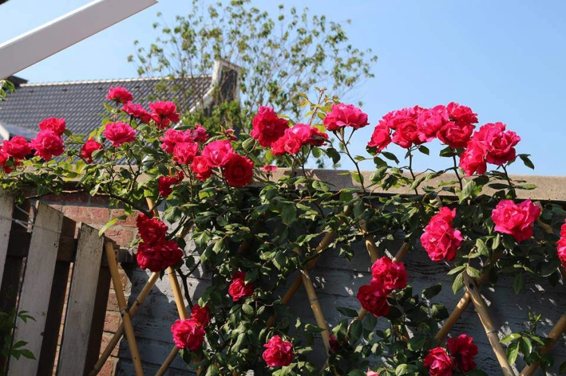 Mê mẩn ngôi nhà phủ kín hoa hồng rực rỡ đẹp như trong mơ của mẹ việt ở hà lan - 9