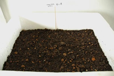 Trồng rau muống từ hạt lên mơn mởn trong thùng xốp - 7