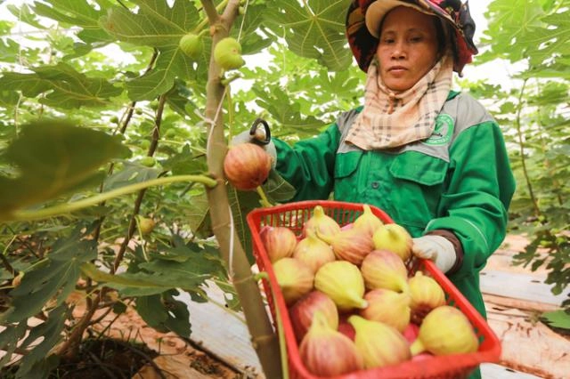 Quả sung mỹ ngon ngọt đến mức nào mà giá hơn nửa triệukg nhà nhà vẫn đua nhau săn lùng - 1