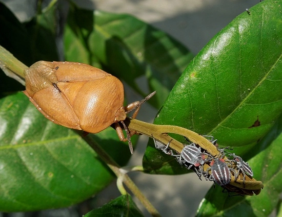 Rút quần áo phơi ở ngoài vào nếu thấy thứ này thì tuyệt đối đừng chủ quan - 8