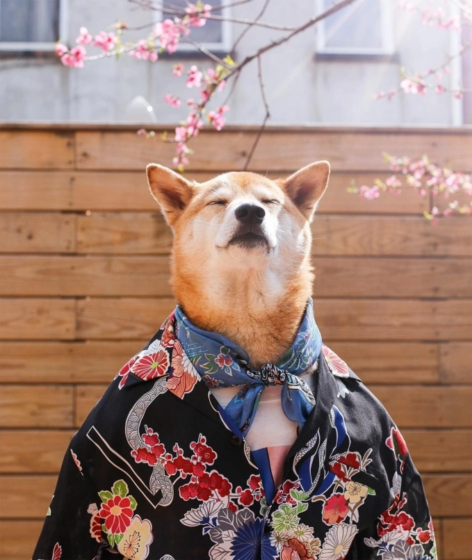 Bodhi - chú chó mặc đồ menswear đẹp hơn cả người lại còn kiếm được 15000 mỗi tháng - 8