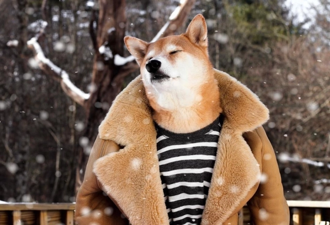 Bodhi - chú chó mặc đồ menswear đẹp hơn cả người lại còn kiếm được 15000 mỗi tháng - 10