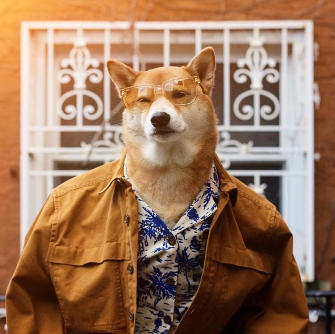 Bodhi - chú chó mặc đồ menswear đẹp hơn cả người lại còn kiếm được 15000 mỗi tháng - 12