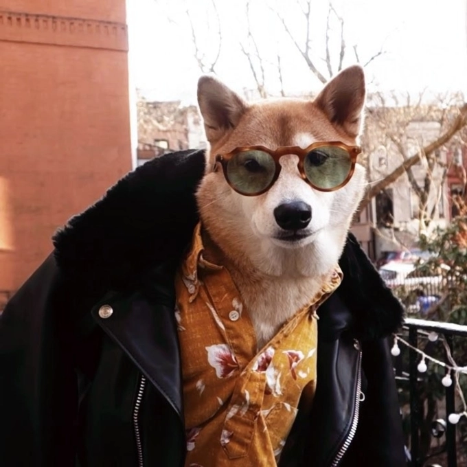 Bodhi - chú chó mặc đồ menswear đẹp hơn cả người lại còn kiếm được 15000 mỗi tháng - 14