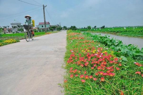 Dân mạng mê mệt con đường hoa khoe sắc rực rỡ đẹp như tiên cảnh ở làng quê nam định - 9