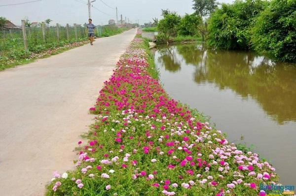 Dân mạng mê mệt con đường hoa khoe sắc rực rỡ đẹp như tiên cảnh ở làng quê nam định - 11