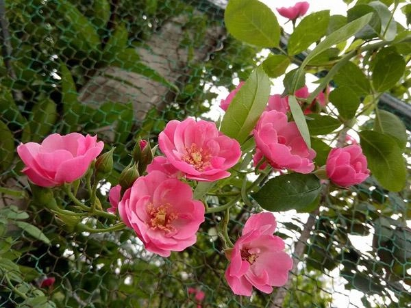 Khu vườn ngập tràn 100 gốc hoa hồng ai ai cũng mê của bà mẹ trẻ ở bắc giang - 1