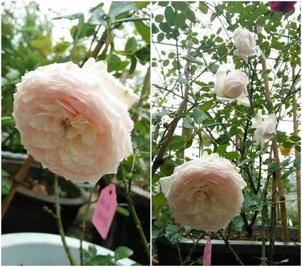 Khu vườn ngập tràn 100 gốc hoa hồng ai ai cũng mê của bà mẹ trẻ ở bắc giang - 2