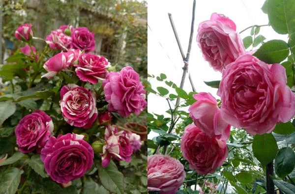 Khu vườn ngập tràn 100 gốc hoa hồng ai ai cũng mê của bà mẹ trẻ ở bắc giang - 5