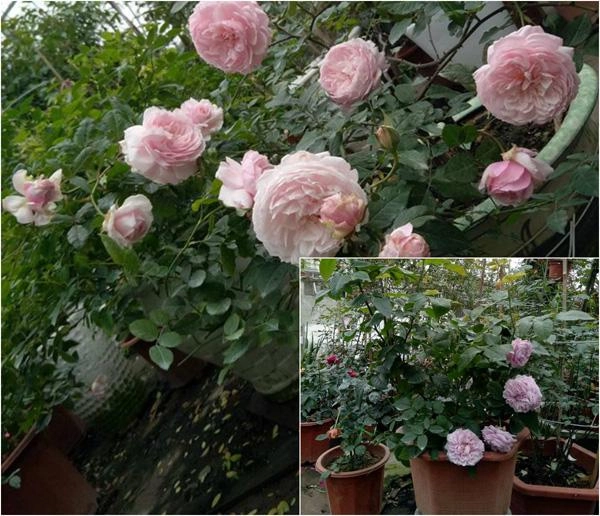 Khu vườn ngập tràn 100 gốc hoa hồng ai ai cũng mê của bà mẹ trẻ ở bắc giang - 8