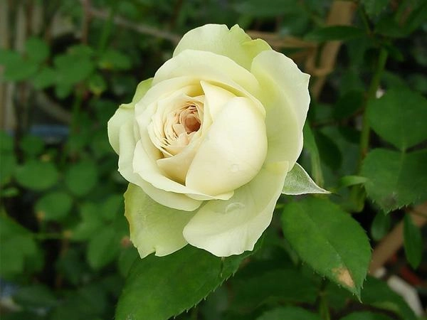 Khu vườn ngập tràn 100 gốc hoa hồng ai ai cũng mê của bà mẹ trẻ ở bắc giang - 11