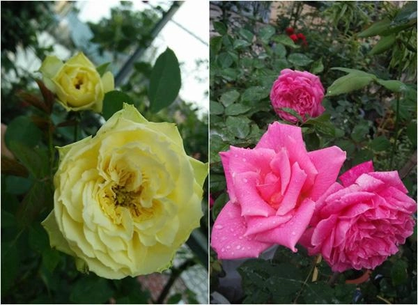 Khu vườn ngập tràn 100 gốc hoa hồng ai ai cũng mê của bà mẹ trẻ ở bắc giang - 13