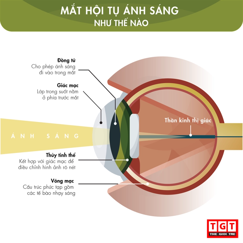 Mắt kính hoạt động như thế nào - 2