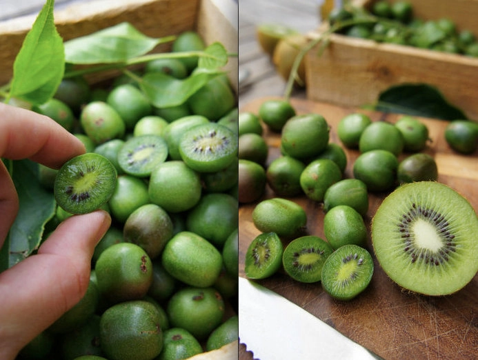 Mê mẩn trồng kiwi tí hon từ hạt cực đơn giản - 3