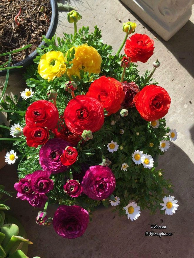 Mẹ việt ở mỹ miệt mài trồng 2000 củ hoa rực sắc trong vườn vì con trai bị tự kỷ - 12