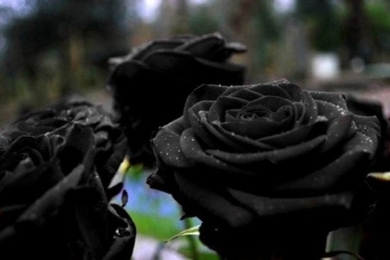 Sốt xình xịch trồng hoa hồng đen nở đúng hè - 3