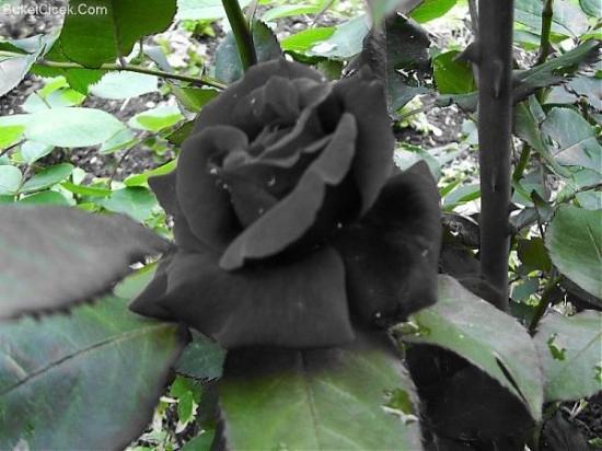Sốt xình xịch trồng hoa hồng đen nở đúng hè - 4