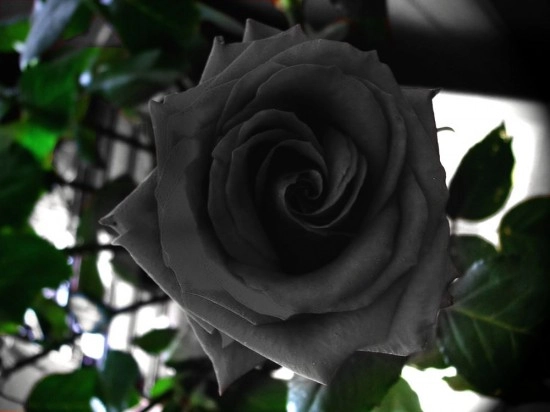 Sốt xình xịch trồng hoa hồng đen nở đúng hè - 5
