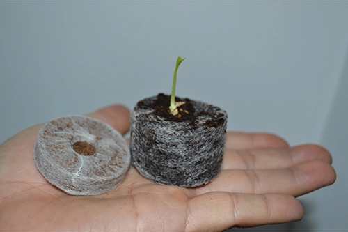Ươm hạt bằng viên nén giấy ăn cho cây lên như thổi - 1