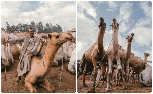 21 ngày du lịch ai cập cưỡi lạc đà khám phá sa mạc sahara - 4