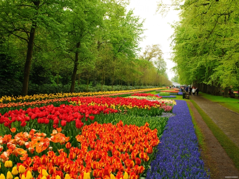 7 triệu cánh hoa tulip đồng loạt khoe sắc trong lễ hội mùa xuân tại hà lan - 1