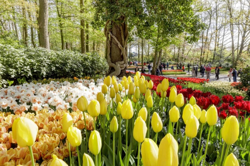 7 triệu cánh hoa tulip đồng loạt khoe sắc trong lễ hội mùa xuân tại hà lan - 4