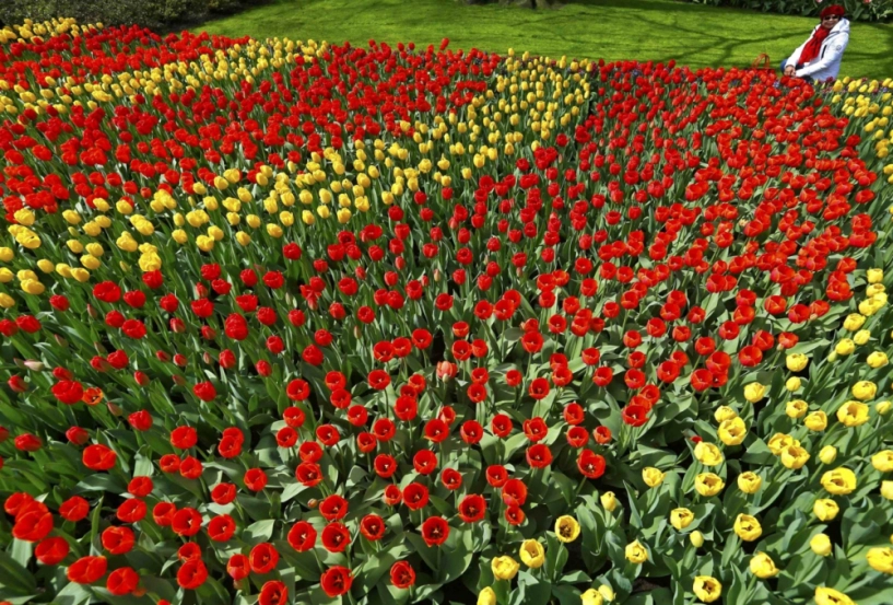7 triệu cánh hoa tulip đồng loạt khoe sắc trong lễ hội mùa xuân tại hà lan - 5