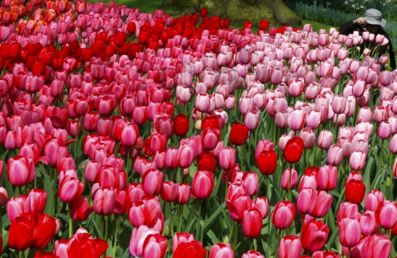 7 triệu cánh hoa tulip đồng loạt khoe sắc trong lễ hội mùa xuân tại hà lan - 6