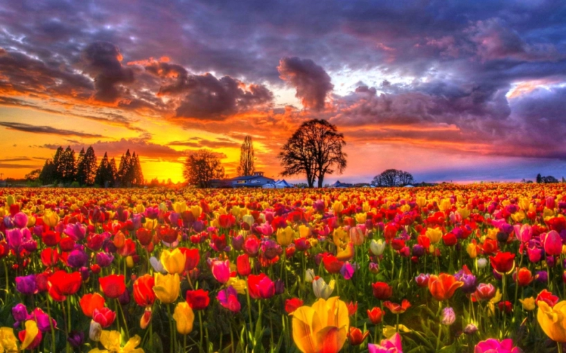 7 triệu cánh hoa tulip đồng loạt khoe sắc trong lễ hội mùa xuân tại hà lan - 7