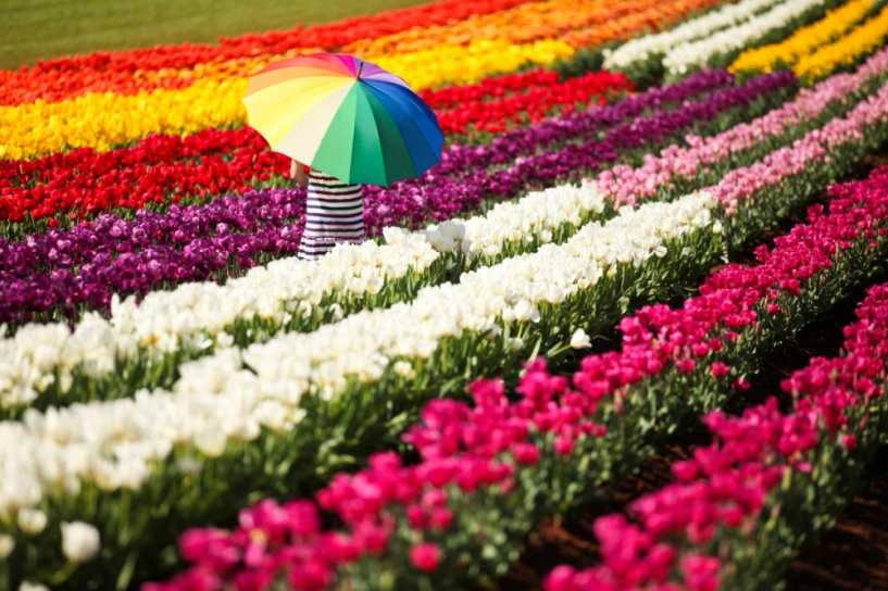 7 triệu cánh hoa tulip đồng loạt khoe sắc trong lễ hội mùa xuân tại hà lan - 8