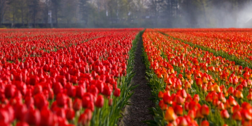 7 triệu cánh hoa tulip đồng loạt khoe sắc trong lễ hội mùa xuân tại hà lan - 10