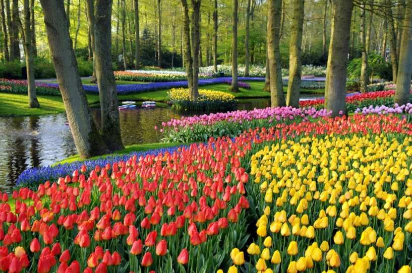7 triệu cánh hoa tulip đồng loạt khoe sắc trong lễ hội mùa xuân tại hà lan - 11