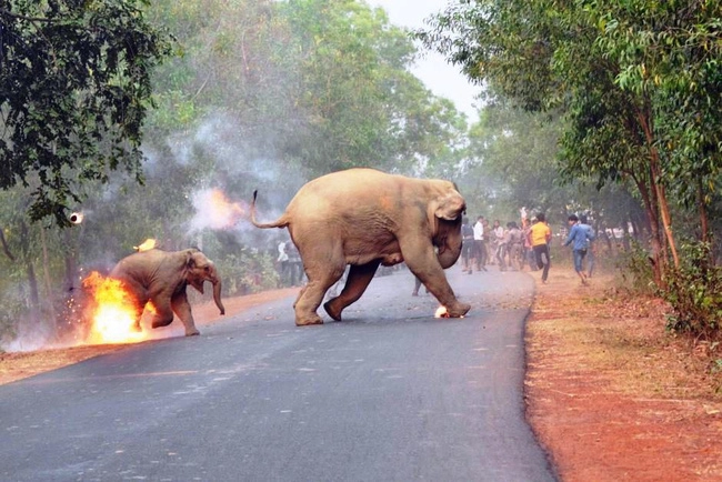 Bức ảnh xót xa voi con bốc cháy giành giải nhất cuộc thi ảnh động vật hoang dã quốc tế 2017 - 1
