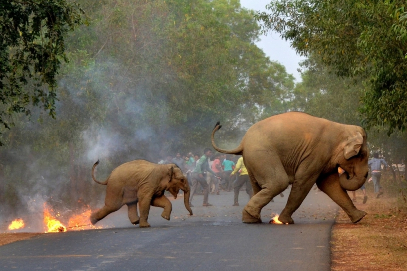 Bức ảnh xót xa voi con bốc cháy giành giải nhất cuộc thi ảnh động vật hoang dã quốc tế 2017 - 3