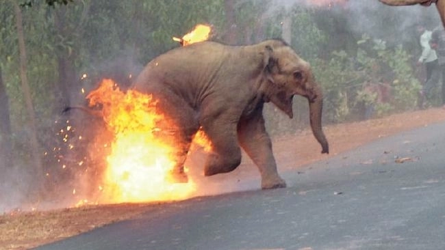 Bức ảnh xót xa voi con bốc cháy giành giải nhất cuộc thi ảnh động vật hoang dã quốc tế 2017 - 4