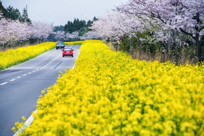 Chào tháng 4 nhẹ nhàng với những lễ hội hoa anh đào lớn nhất ở hàn quốc - 2