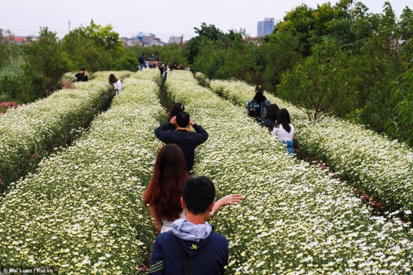 Giới trẻ hà thành lại phát sốt với những bông cúc họa mi đầu mùa - 1