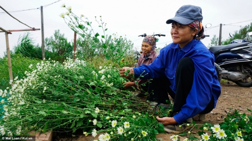 Giới trẻ hà thành lại phát sốt với những bông cúc họa mi đầu mùa - 5