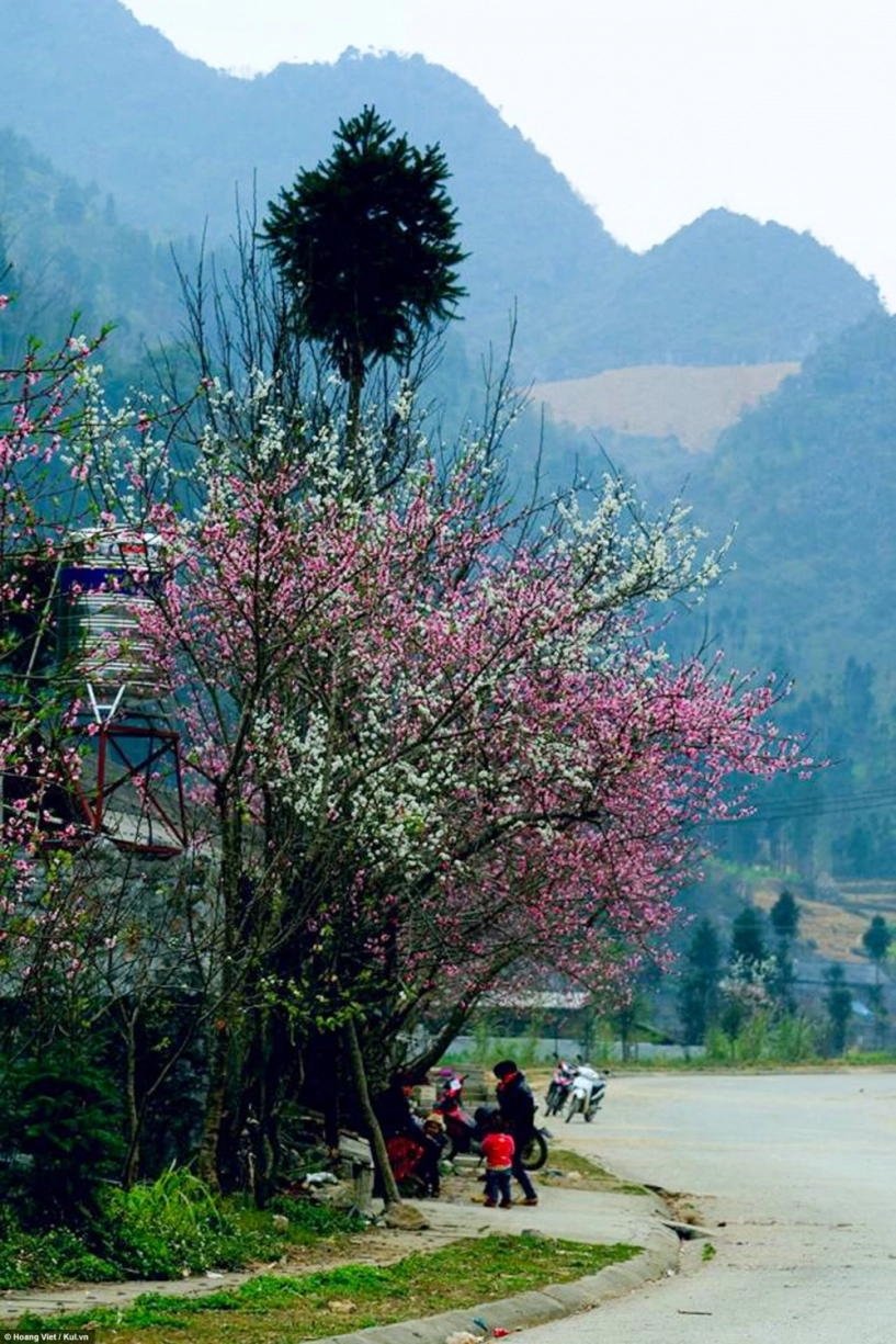 Hà giang hoa đào hoa mận nở khắp cao nguyên - 3