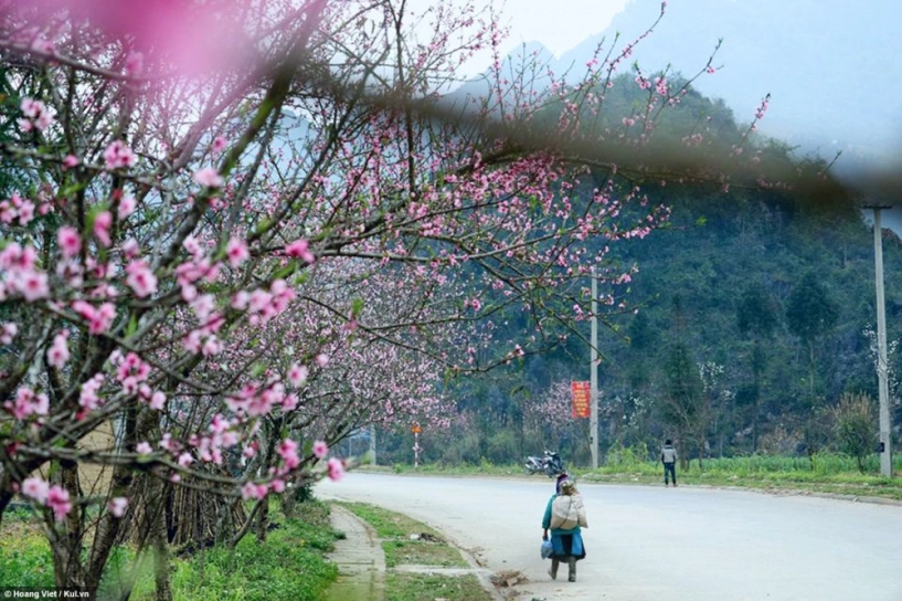 Hà giang hoa đào hoa mận nở khắp cao nguyên - 5