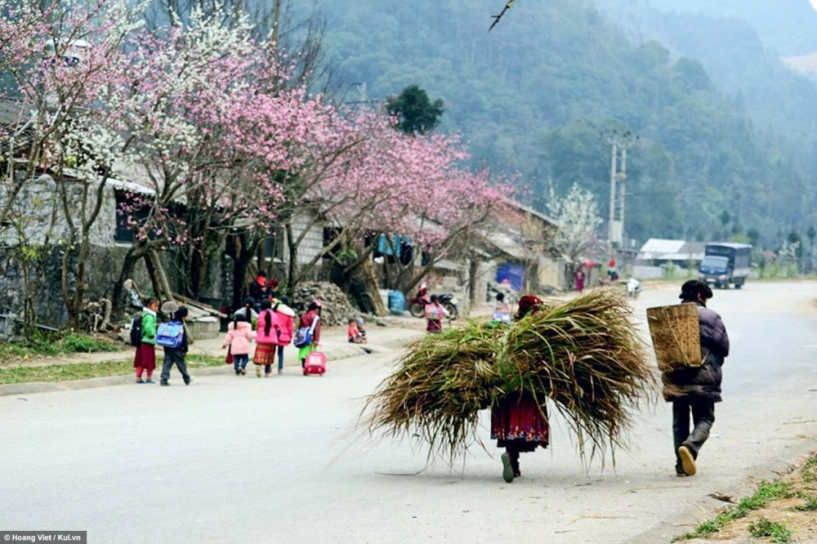 Hà giang hoa đào hoa mận nở khắp cao nguyên - 10